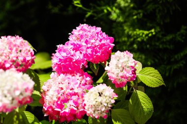 Bahçedeki pembe ortanca çalılarının yakın çekimi.