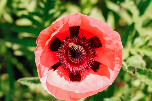 stock image Pink poppy flowers in the garden close-up