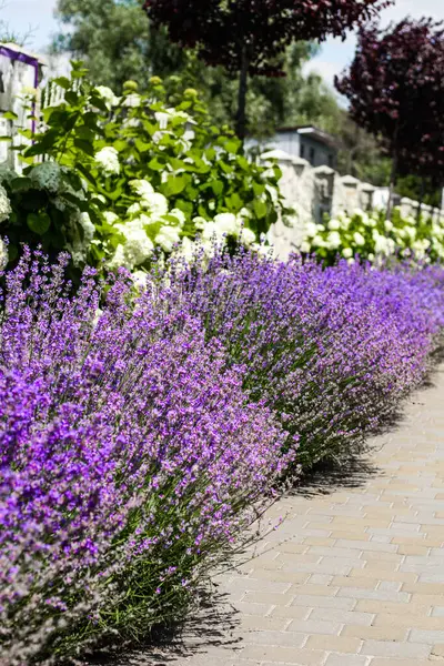 Mor lavanta çalıları yakın