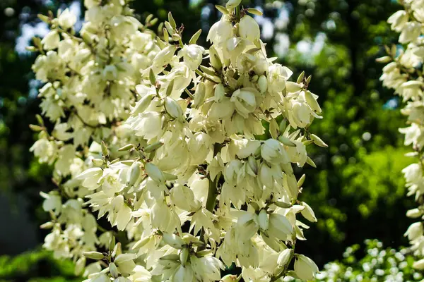 Botanik bahçesinde beyaz bir Yucca filamentosa bitkisi.