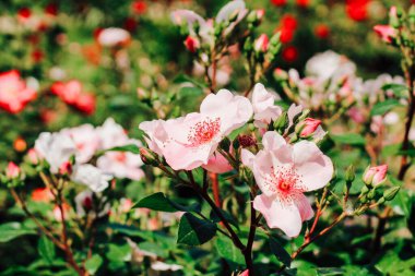 Bahçede pembe güllük gülistanlık çiçekler.