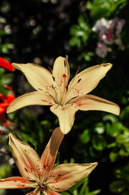 Bahçede turuncu zambak çalıları var.