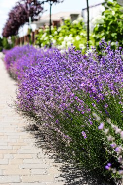 Mor lavanta çalıları yakın