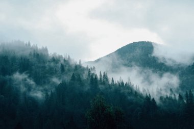 Sisli atmosferik dağlar ve ormanlar, sislerdeki ağaçlar, dağ manzarası.