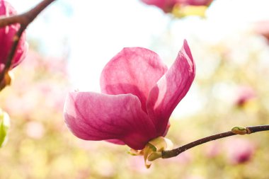 Botanik bahçesinde yakın plan pembe manolya çiçeği.