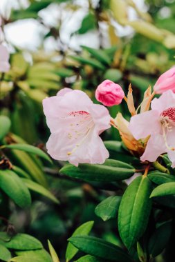 Çalı ekin pembe rhododendron yakın