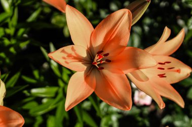 Orange lily bushes close-up in the garden clipart