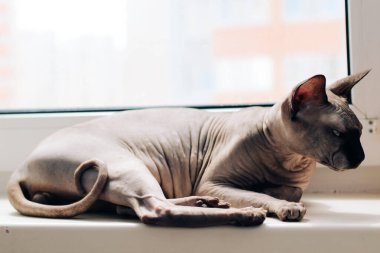 Kanadalı tüysüz sfenks kedi portresi