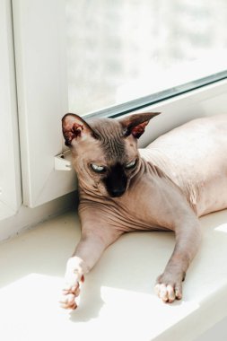 Kanadalı tüysüz sfenks kedi portresi