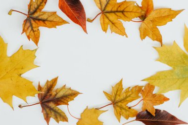 Sonbahar durgun hayat, beyaz arkaplanda yapraklar, metin için yer