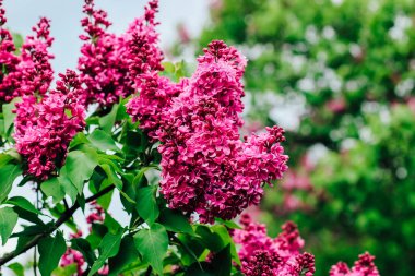 Botanik bahçesinde yakın plan pembe leylak çiçeği.