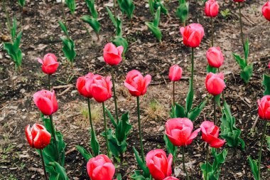 Çiçek açan pembe laleler yakın plan, çiçek arkaplan