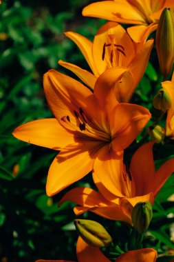 Orange lily bushes close-up in the garden clipart