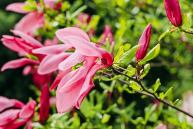 Botanik bahçesinde yakın plan pembe manolya çiçeği.
