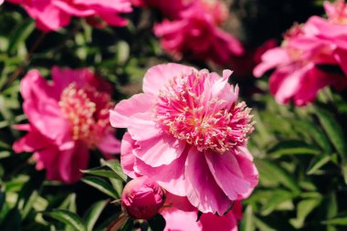 Bahçede pembe şakayıklar. Yakın plan.