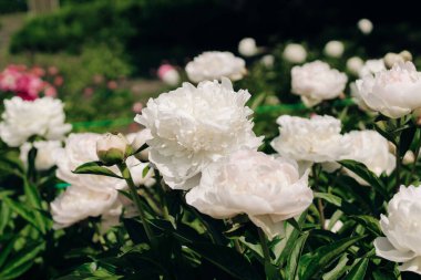 Bahçede beyaz şakayıklar. Yakın plan.