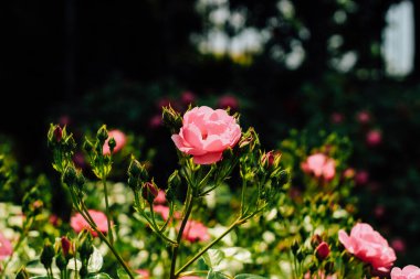 Botanik bahçesinde pembe gül çalısı, gül arkaplan