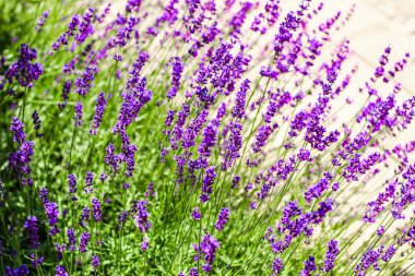 Mor lavanta çalıları yakın