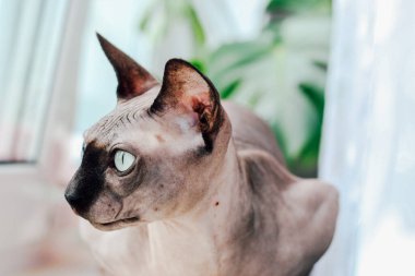 Kanadalı tüysüz sfenks kedi portresi