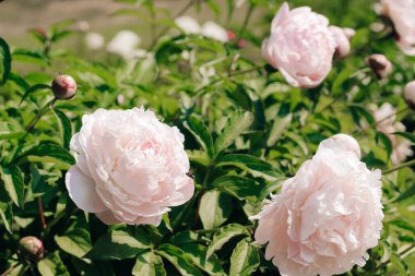 Bahçede pembe şakayıklar. Yakın plan.