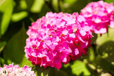 Bahçedeki pembe ortanca çalılarının yakın çekimi.