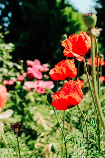 stock image Red poppy flowers in the garden close-up