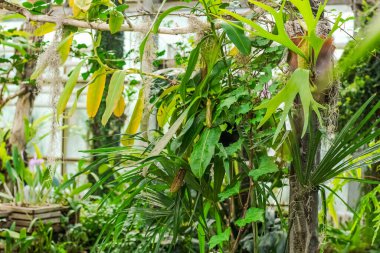 Dendrobium, tropikal ormandaki vahşi orkide bitkisi.