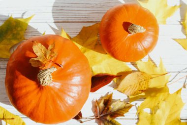 Sonbahar durgun bir hayat, beyaz arka planda balkabağı bırakır, metin için yer