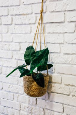 Dokuma sepetinde canlı yeşil bir bitki beyaz bir tuğla duvardan sarkıtılır ve içine doğanın bir dokunuşunu ekler..