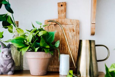 Ahşap bir raftaki canlı yeşillik ve mutfak aletleri iç mekanlara sıcaklık katar. Bitkiler dekoru güçlendirir..