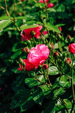 Botanik bahçesinde pembe gül çalısı, gül arkaplan