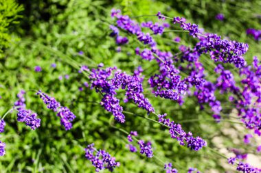 Mor lavanta çalıları yakın