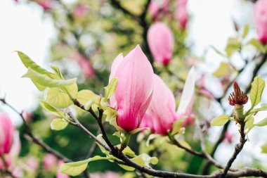 Botanik bahçesinde yakın plan pembe manolya çiçeği..