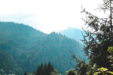 Bereketli yeşillik dağları doldurur, gün ışığında yıkanır, doğada huzurlu ve huzurlu bir atmosfer yaratır..