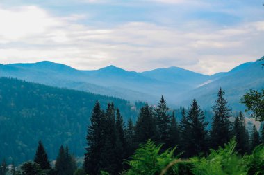Yumuşak bir sis, dingin bir dağ sırasını sarar. Sabah saatlerinde yemyeşil ve yüksek yeşil ağaçların katmanlarını ortaya çıkarır..