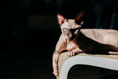 Bir Sphynx kedisi modern mobilyaların üzerinde rahat bir şekilde güneşlenir. Atmosfer davetkar ve huzur dolu..