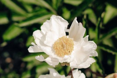 Narin beyaz taç yaprakları, yumuşak sarı bir merkezin etrafında zarifçe açılır. Huzurlu bir bahçede güneşin altında güneşlenirler..