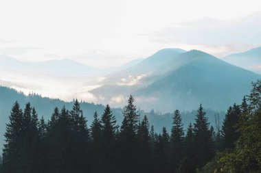Görkemli dağlar, sabah erken saatlerde dingin bir manzarayla gökyüzüne uzanan yüksek çam ağaçları gibi sislerle kaplanarak yükselir..