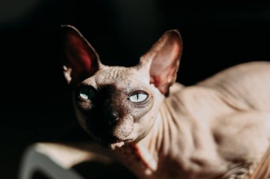 Çarpıcı mavi gözlü bir Sphynx kedisi yumuşak güneş ışığıyla aydınlanan loş alanı keşfeder ve ilginç gölgeler bırakır..