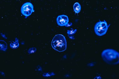 Parlak mavi denizanası karanlık okyanus derinliklerinde zahmetsizce sürükleniyor ve izleyiciyi büyüleyen büyüleyici bir su altı manzarası yaratıyor..