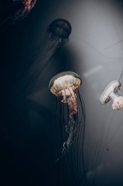 Hafifçe aydınlatılmış denizanaları karanlık sularda zarifçe sürüklenirler zarif hareketler sergilerler ve çarpıcı renkler barışçıl bir atmosfer yaratır..