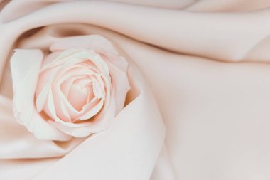 Zarif bir allık gülü zarif bir ipek üzerine uzanır zarif taç yaprakları ve yumuşak renkler sergilenir sakin bir ortamda..