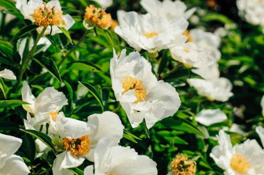 Tomurcuklanan beyaz şakayıklar canlı yeşil yaprakları kaplıyor ilkbaharda büyüleyici bir çiçek dekoru oluşturuyor..