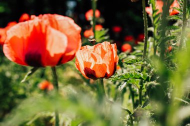 Bereketli bir bahçede renkli gelincik çiçekleri güneş ışığı altında parlak kırmızı yapraklar sergiler. Arılar çiçekleri ziyaret ederek canlı bir atmosfer yaratırlar..