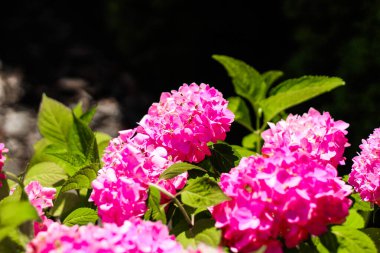 Çiçekli pembe ortancalar, parlak güneş ışığı altındaki yeşil yapraklara karşı canlı renklerini sergileyerek bir bahçede gelişir..