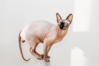 Bir Sphynx kedisi zarif bir şekilde uzun bir platformun üzerinde duruyor kendine özgü özelliklerini ve parlak güneş ışığında neşeli davranışlarını sergiliyor..