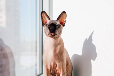 Bir Sphynx kedisi, dilinin, duvarda gölgesi olan bir pencerenin yanında güneş ışığının tadını çıkardığını gösterir..