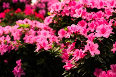 Parlak pembe açelya çiçekleri, bahçede çarpıcı bir görüntü oluşturur..