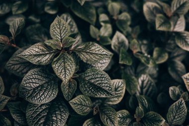 Karmaşık dokulara sahip çok sayıda yeşil yaprak birbirine yakın bir şekilde dizilir. Bu da doğal desenlerini ve yapılarını verimli bir şekilde gösterir..