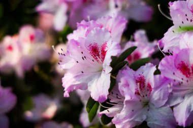 Narin pembe ve beyaz açelya çiçekleri bahçeyi aydınlatır. Karmaşık desenlerini ve bereketli yeşilliklerini baharda sergilerler..